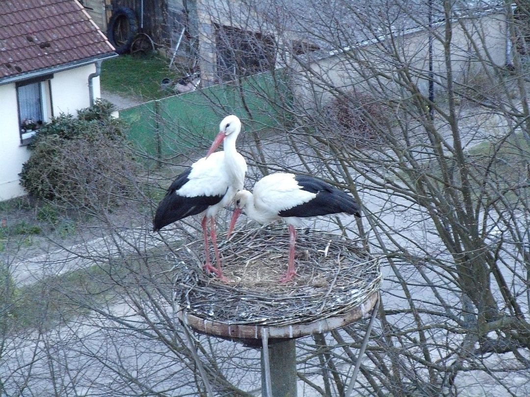 Storch1